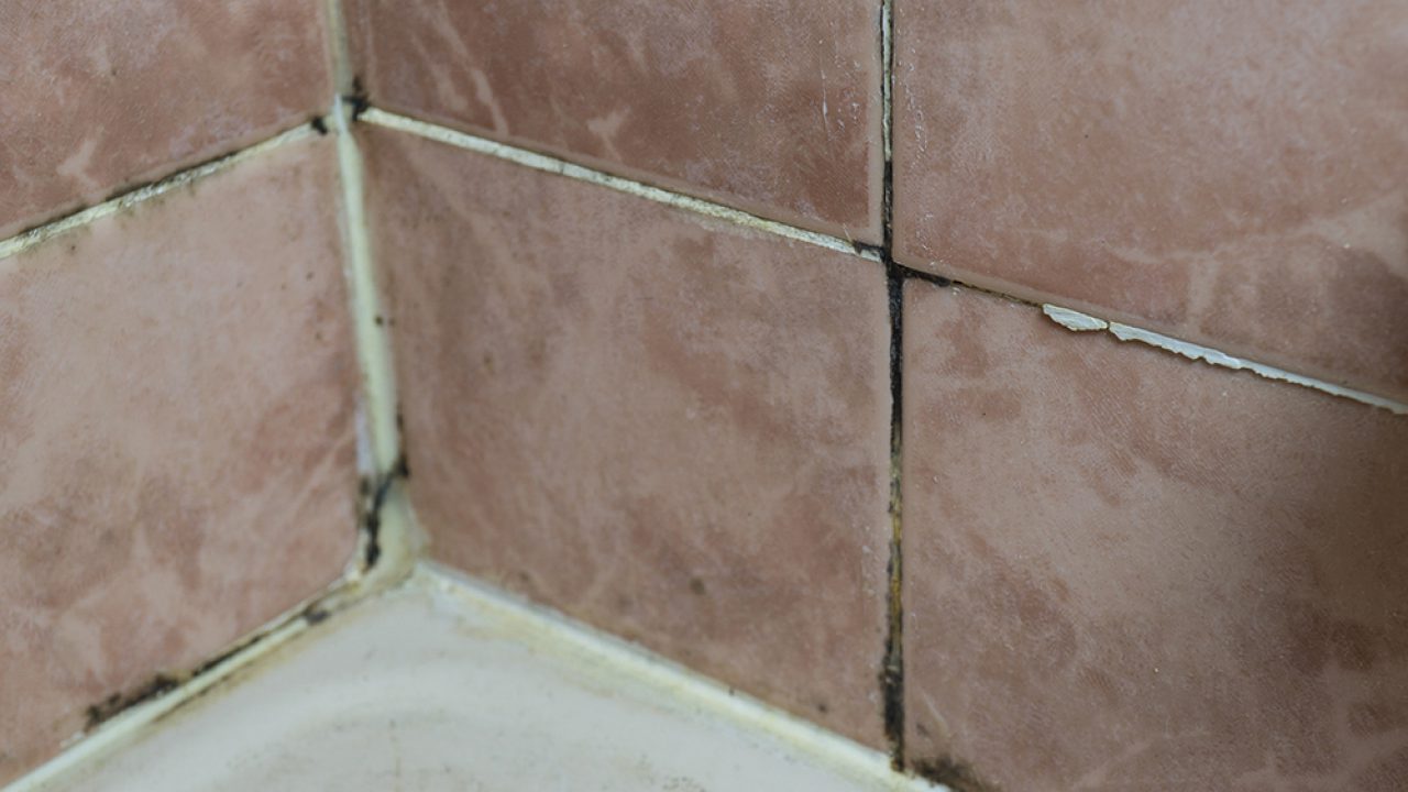 Tile And Grout Mould